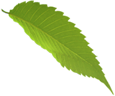 leaf